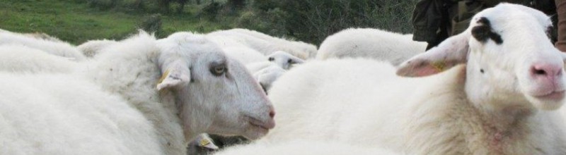 Schapendag op Duin en Kruidberg