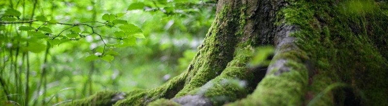 Bosbaden: ervaar de kracht van het bos